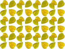 Leaves pattern background photo