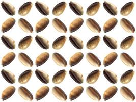 clam pattern on a white background photo