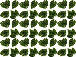 Leaves pattern background photo