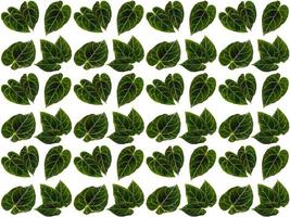 Leaves pattern background photo