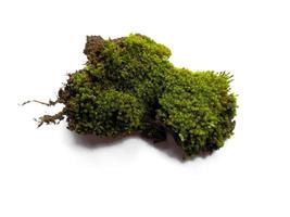 Green moss with dirt or soil isolated on white background photo