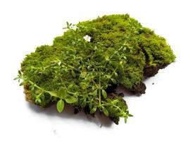 Moss texture background. Green moss on white background photo