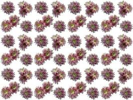patrón de flores sobre un fondo blanco foto