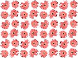 Floral Pattern on a white background photo