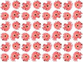 Floral Pattern on a white background photo