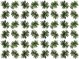 Leaves pattern on a white background photo