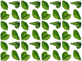 Leaves pattern background photo