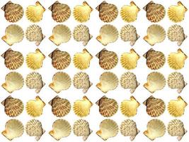 clam pattern on a white background photo