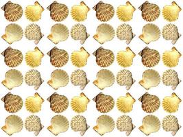 clam pattern on a white background photo