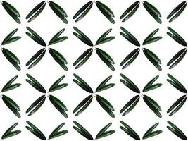 Leaf pattern on a white background photo