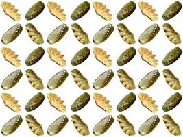 clam pattern on a white background photo