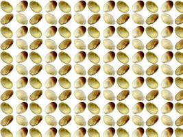 Seashell pattern on a white background photo