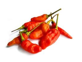 Hot red chili pepper. Chili pepper isolated on a white background photo