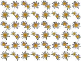pattern Flowers on a white background photo