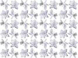 Pattern Flowers background photo