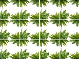 Leaves pattern on a white background photo