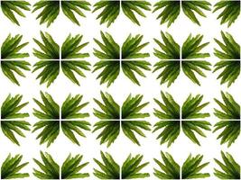 Pattern Leaves on a white background photo