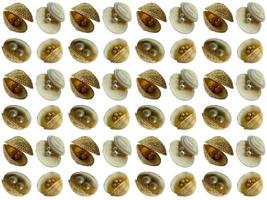 Seashell pattern on a white background photo
