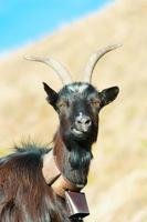 rumiante de cabra en los alpes italianos foto