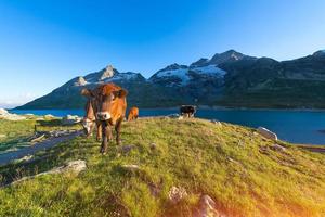 vacas en pastos de alta montaña cerca de un lago foto