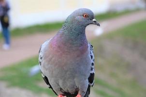 one gray dove close up, birds in the city photo