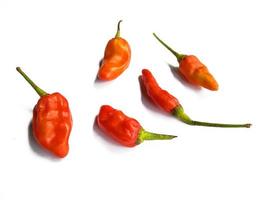 Hot red chili pepper. Chili pepper isolated on a white background photo