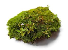 Moss texture background. Green moss on white background photo