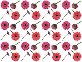 pattern Flowers on a white background photo