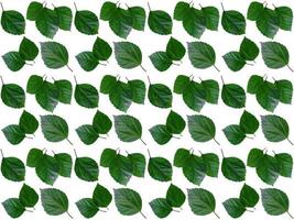 Pattern Leaf on a white background photo