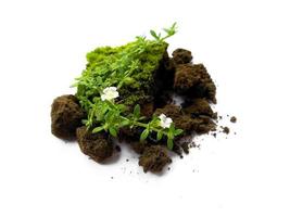 Green moss with dirt or soil isolated on white background photo