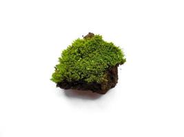 Green moss with dirt or soil isolated on white background photo