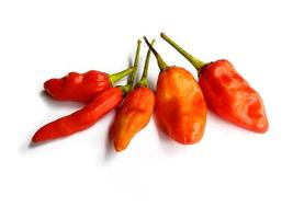 Hot red chili pepper. Chili pepper isolated on a white background photo