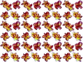 Pattern Floral on a white background photo