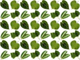 Leaves pattern background photo