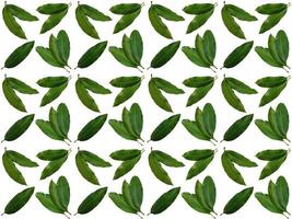 Leaves pattern on a white background photo