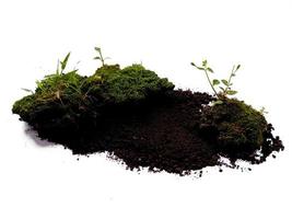 Green moss with dirt or soil isolated on white background photo