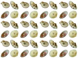 Seashell pattern on a white background photo