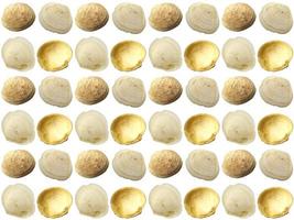 Seashell pattern on a white background photo