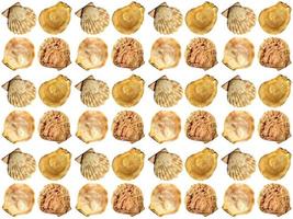 Seashell pattern on a white background photo