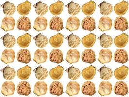 Seashell pattern on a white background photo