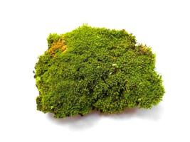 Moss texture background. Green moss on white background photo