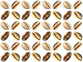 Seashell pattern on a white background photo