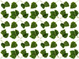 Pattern Leaf background photo