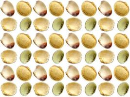 Seashell pattern on a white background photo