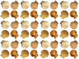 Seashell pattern on a white background photo