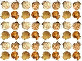 Seashell pattern on a white background photo