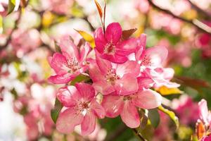 árbol de apple malus rudolph, con flores de color rosa oscuro en el fondo borroso del bokeh. primavera. patrón floral abstracto foto