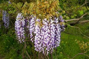 Spring pink flower Visteria in the garden photo