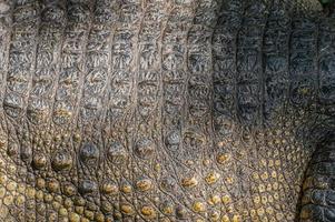 Crocodile skin texture photo