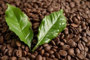 Coffee bean medium roasted with leaf in fresh morning. photo